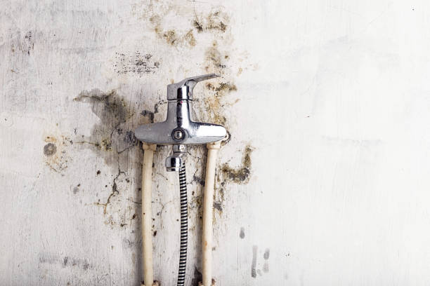 Best Professional Mold Removal  in Bryans Road, MD