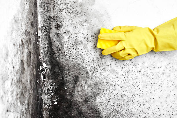 Best Crawl Space Mold Removal  in Bryans Road, MD