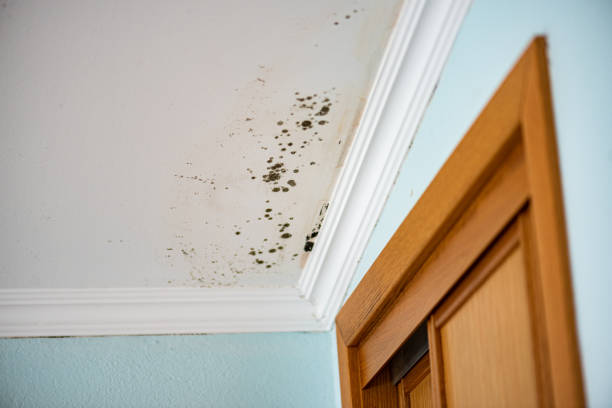 Best Mold Damage Repair  in Bryans Road, MD